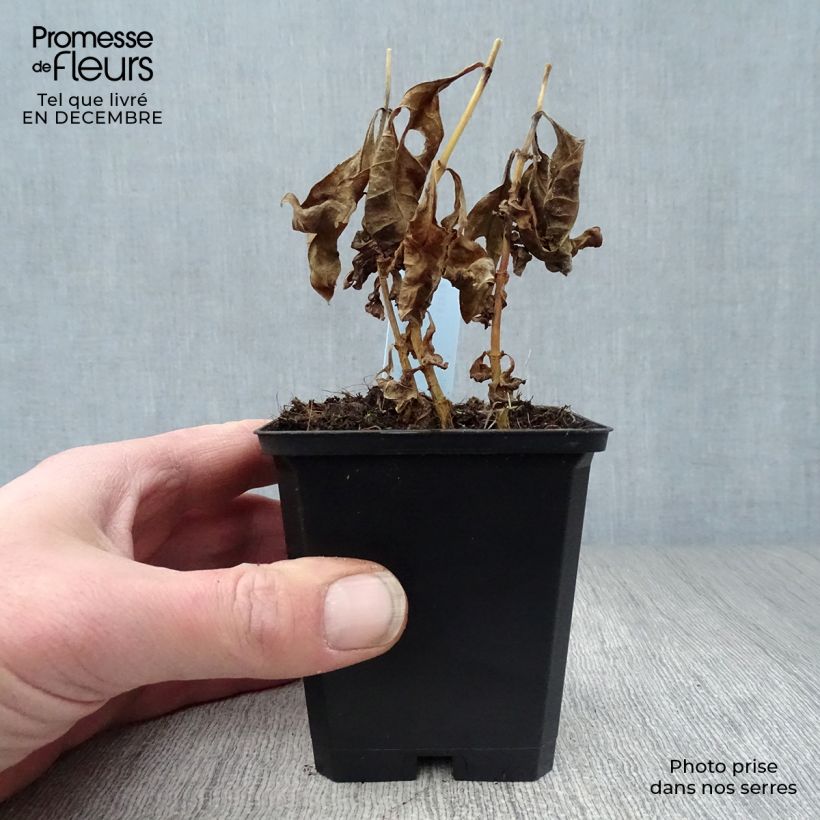 Spécimen de Phlox paniculata Laura Godet de 8/9 cm tel que livré en hiver