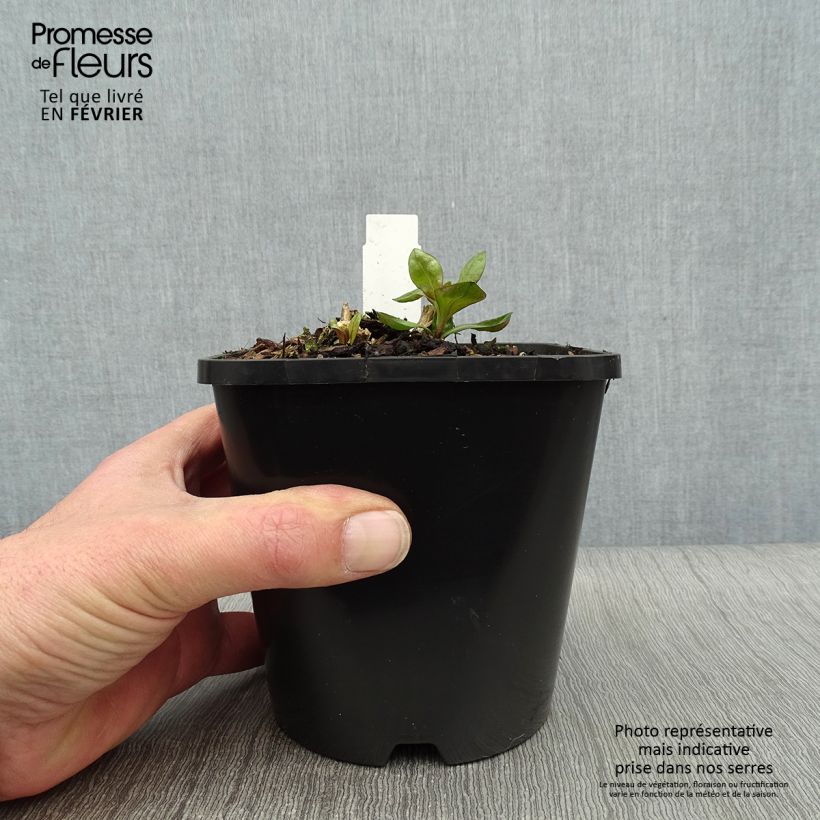 Spécimen de Phlox paniculata Laura Pot de 1,5L/2L tel que livré en hiver