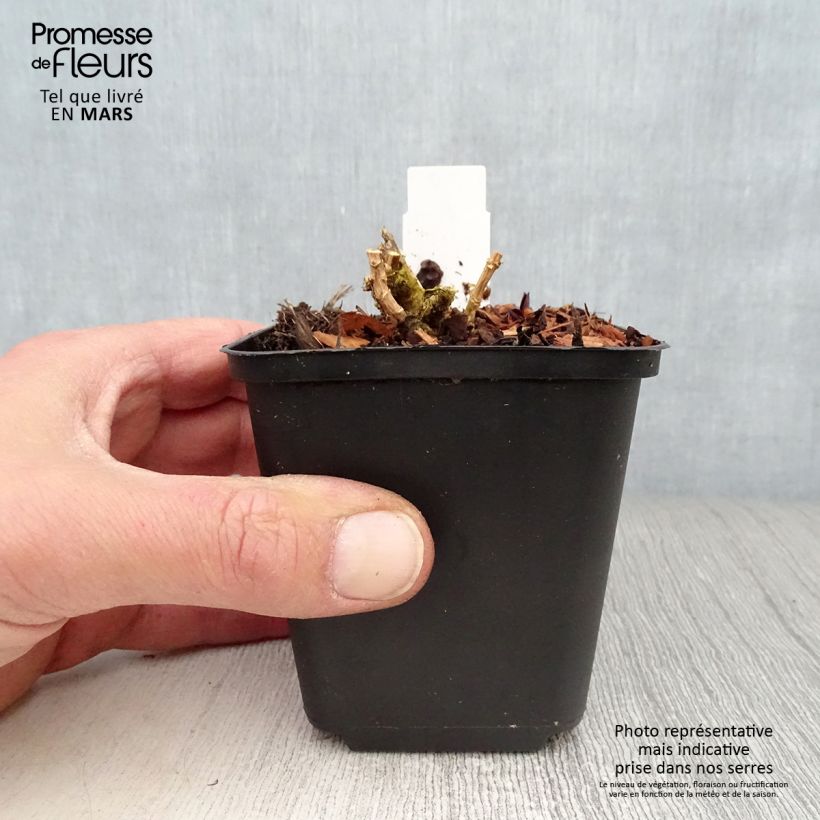 Spécimen de Phlox paniculata Lilac Times Godet de 8/9 cm tel que livré au printemps