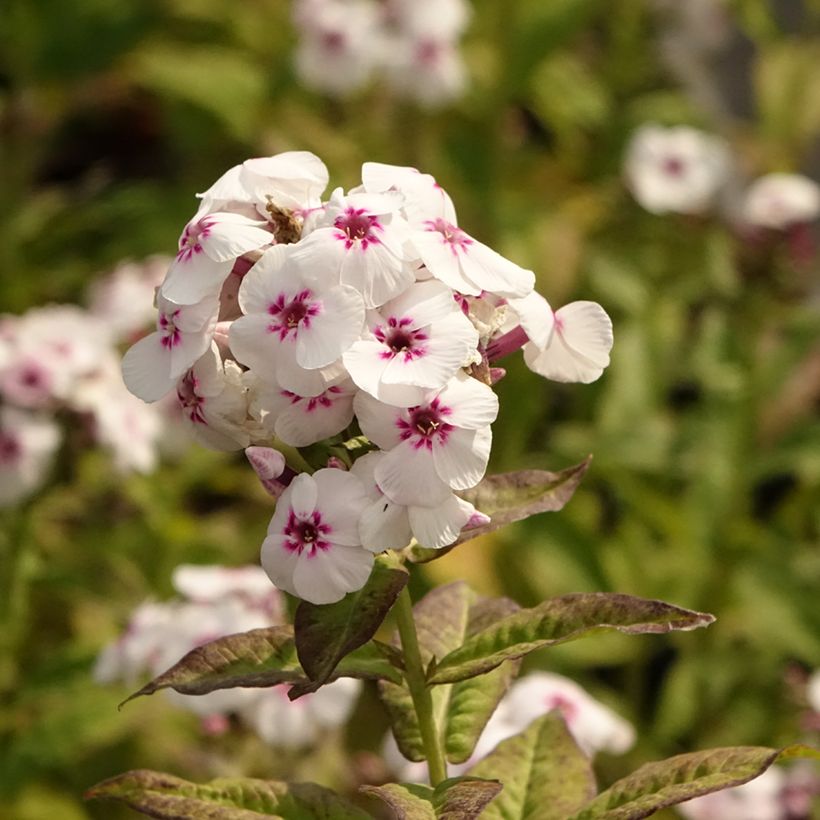 Phlox paniculata Mike's Favourite (Floraison)