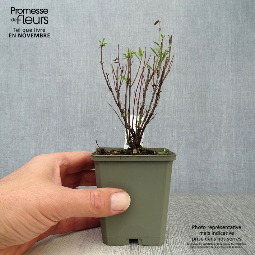 Spécimen de Phlox paniculata Monica Lynden Bell Godet de 8/9 cm tel que livré en automne