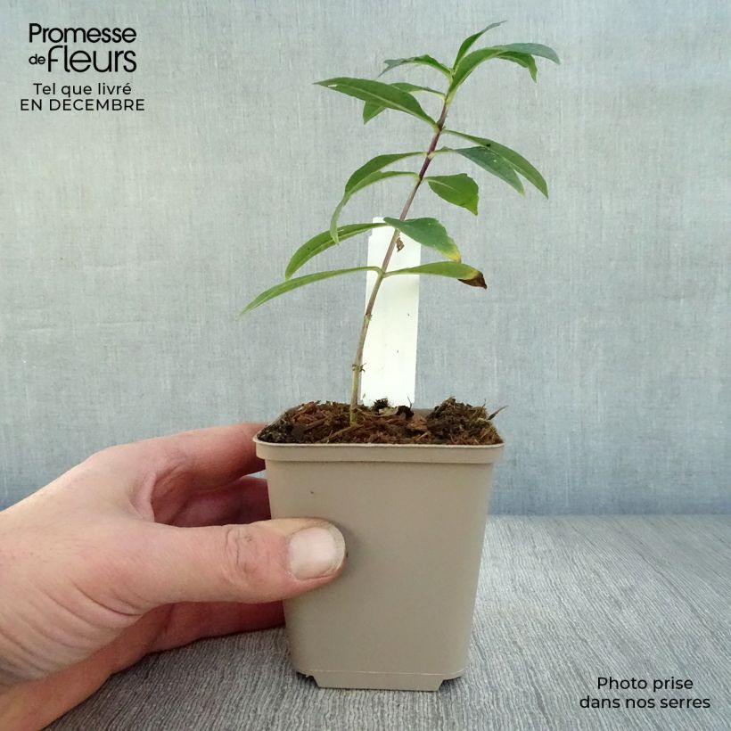 Spécimen de Phlox paniculata Monica Lynden Bell Godet de 8/9 cm tel que livré en hiver