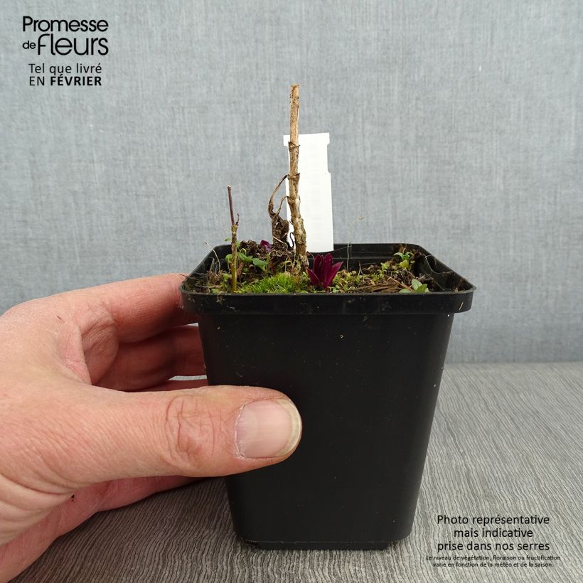 Spécimen de Phlox paniculata Olympus Godet de 8/9 cm tel que livré en hiver
