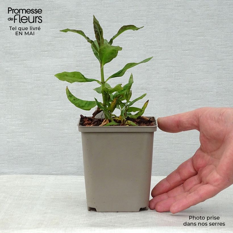 Spécimen de Phlox paniculata Orange Perfection Godet de 7/8 cm tel que livré au printemps