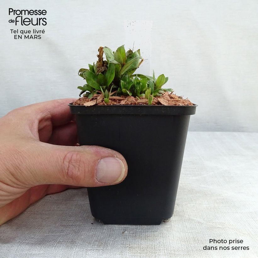 Spécimen de Phlox paniculata Purple Eye Flame Godet de 8/9 cm tel que livré en hiver