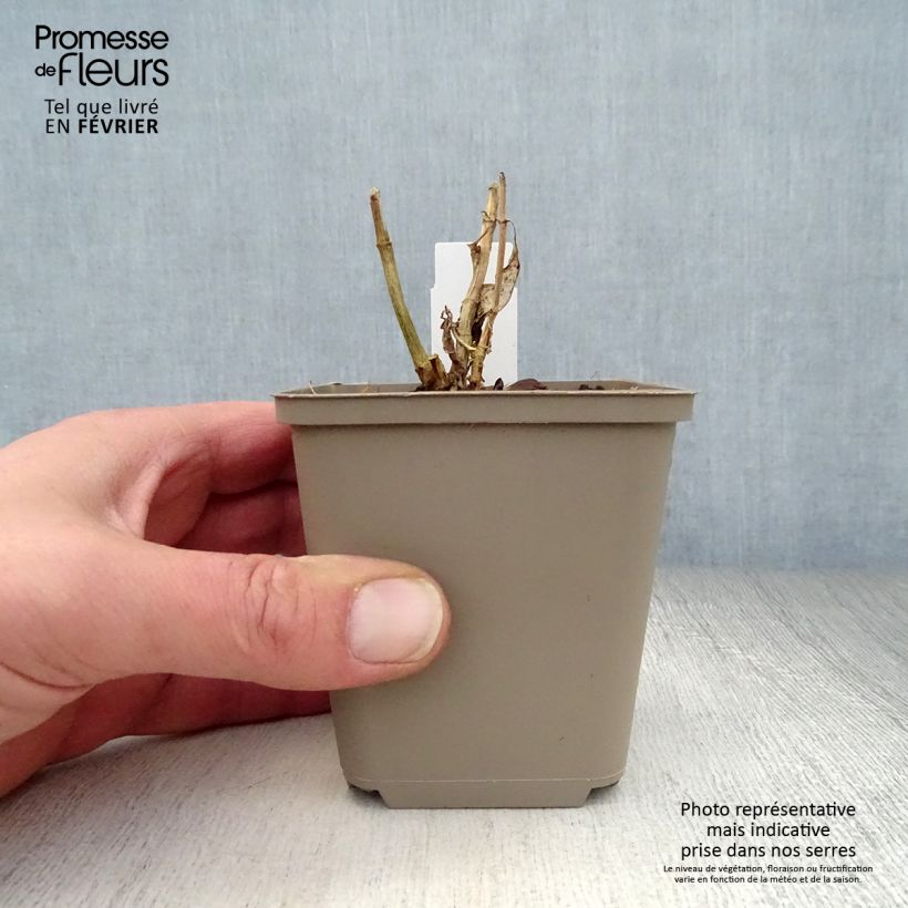 Spécimen de Phlox paniculata Purple Flame Godet de 8/9 cm tel que livré en hiver