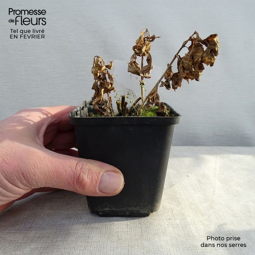 Spécimen de Phlox paniculata Red Flame Godet de 8/9 cm tel que livré en hiver