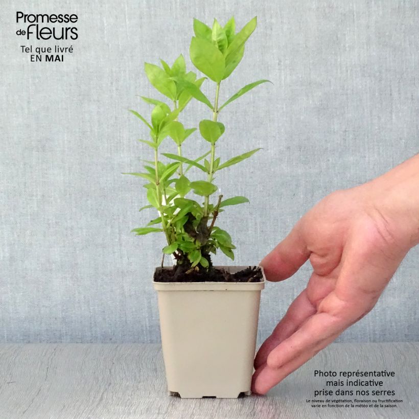 Spécimen de Phlox paniculata Red Flame Godet de 8/9 cm tel que livré au printemps