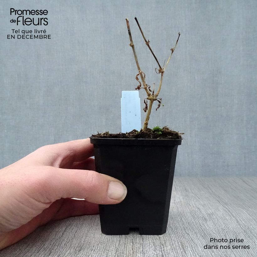 Spécimen de Phlox paniculata Rosa Pastel Godet de 8/9 cm tel que livré en hiver