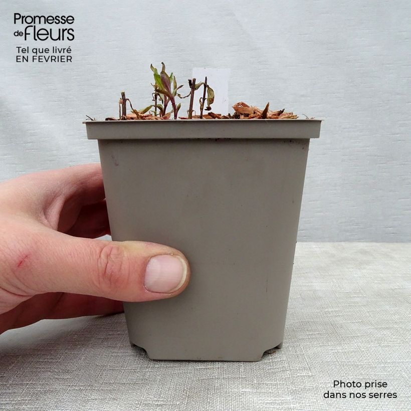 Spécimen de Phlox paniculata Tequila Sunrise Godet de 8/9 cm tel que livré en hiver