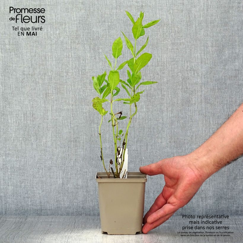 Spécimen de Phlox paniculata Tequila Sunrise Godet de 8/9 cm tel que livré au printemps