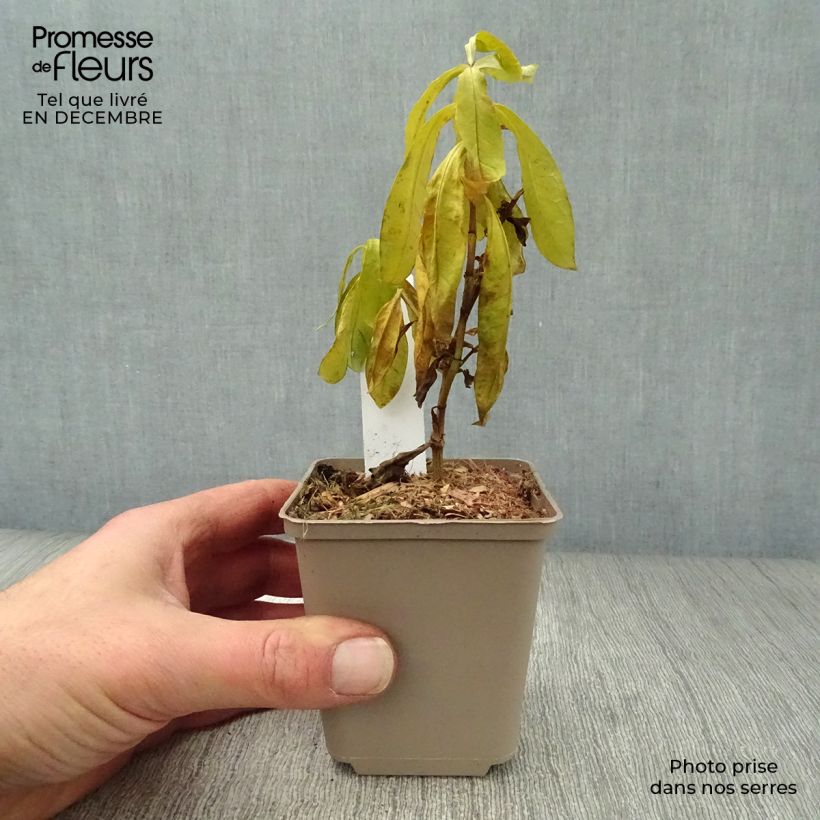 Spécimen de Phlox paniculata The King - Phlox paniculé violet bleuté soutenu Godet de 8/9 cm tel que livré en hiver