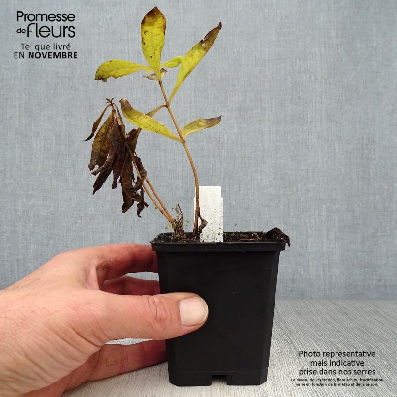 Spécimen de Phlox paniculata Uspech Godet de 8/9 cm tel que livré en automne