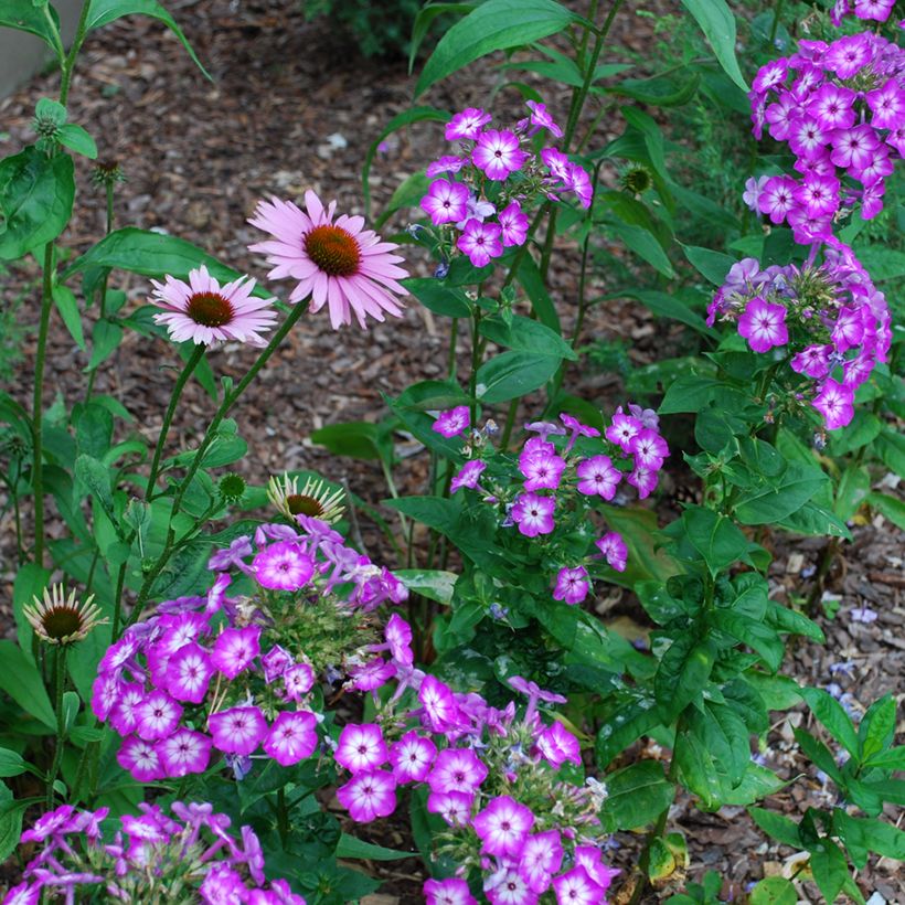 Phlox paniculata Uspech (Port)