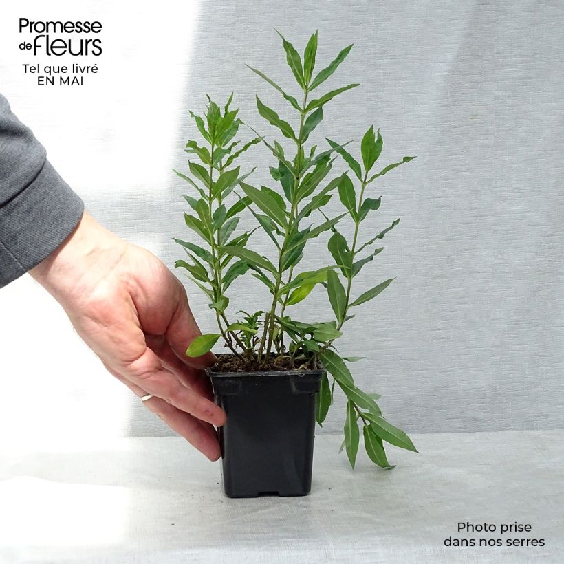 Spécimen de Phlox paniculata Windsor - Phlox paniculé rose vif Godet de 7/8 cm tel que livré au printemps