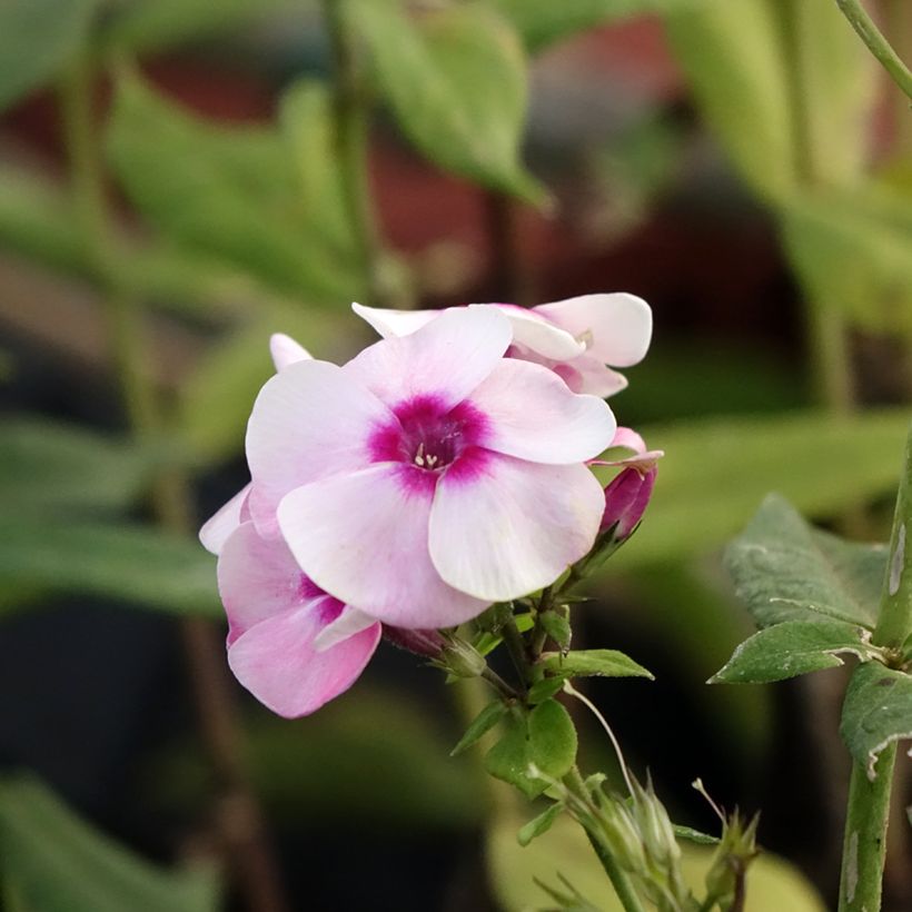 Phlox paniculata Younique Bicolor (Floraison)