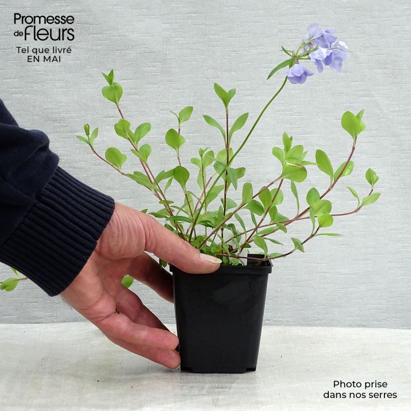 Spécimen de Phlox stolonifera Blue Ridge Godet de 8/9 cm tel que livré au printemps