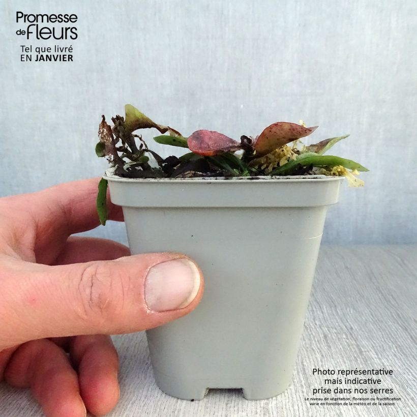 Spécimen de Phlox stolonifera Home Fires - Phlox rampant Godet de 8/9 cm tel que livré en hiver