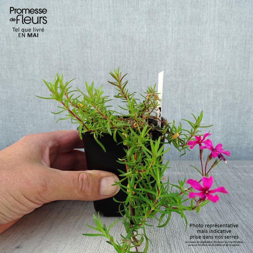 Spécimen de Phlox subulata Atropurpurea - Phlox mousse Godet de 8/9 cm tel que livré au printemps