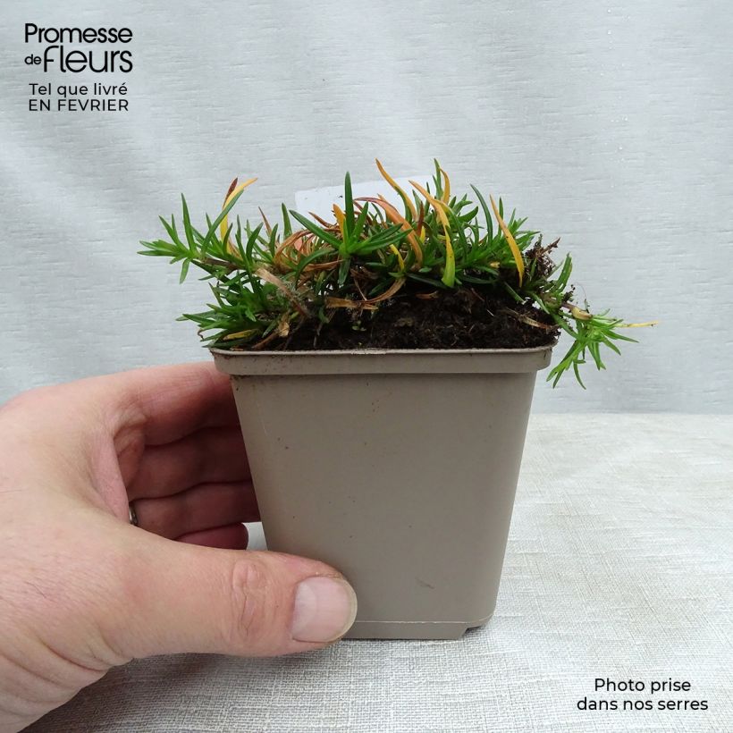 Spécimen de Phlox subulata Emerald Cushion Blue - Phlox mousse bleu clair Godet de 8/9 cm tel que livré en hiver