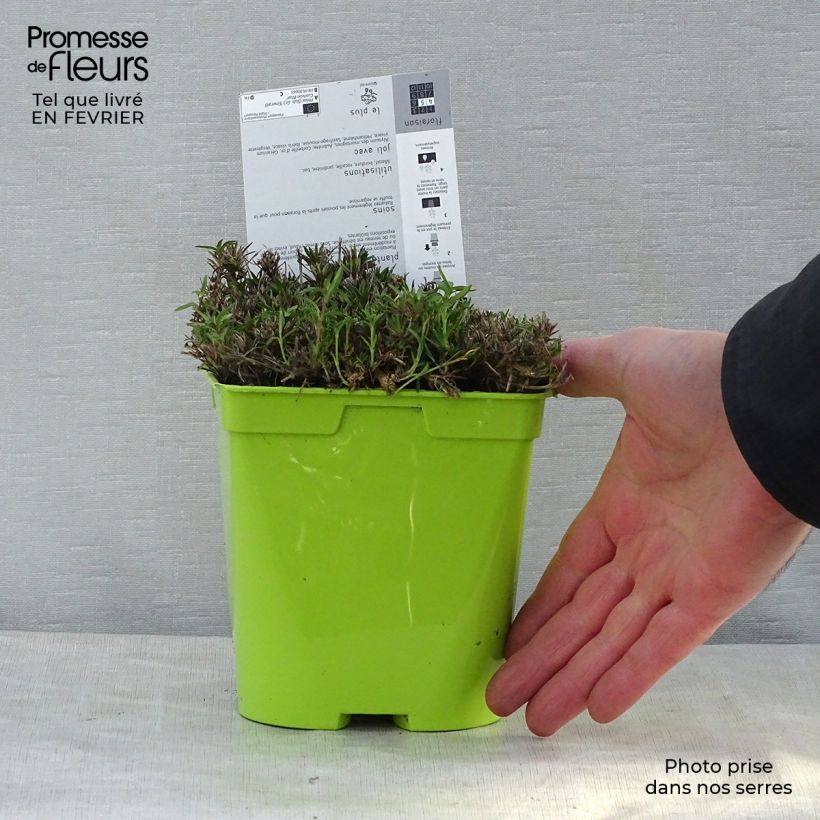 Spécimen de Phlox subulata Emerald Cushion Blue - Phlox mousse bleu clair Pot de 2L/3L tel que livré en hiver