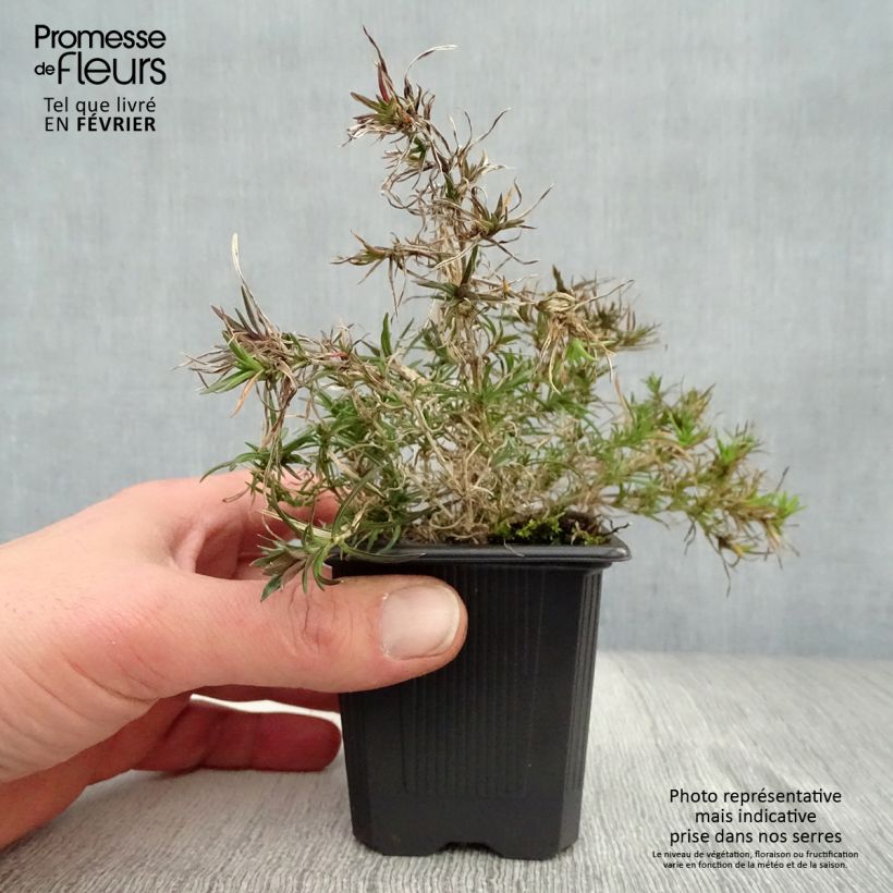 Spécimen de Phlox subulata Purple Beauty Godet de 8/9 cm tel que livré en hiver