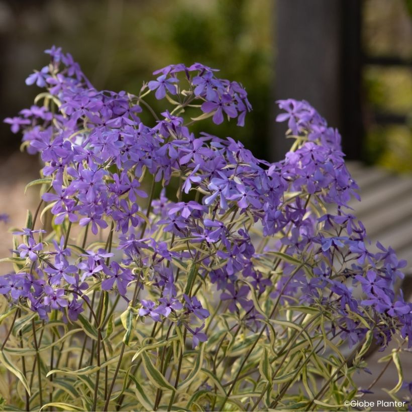 Phlox divaricata Blue Ribbons (Floraison)