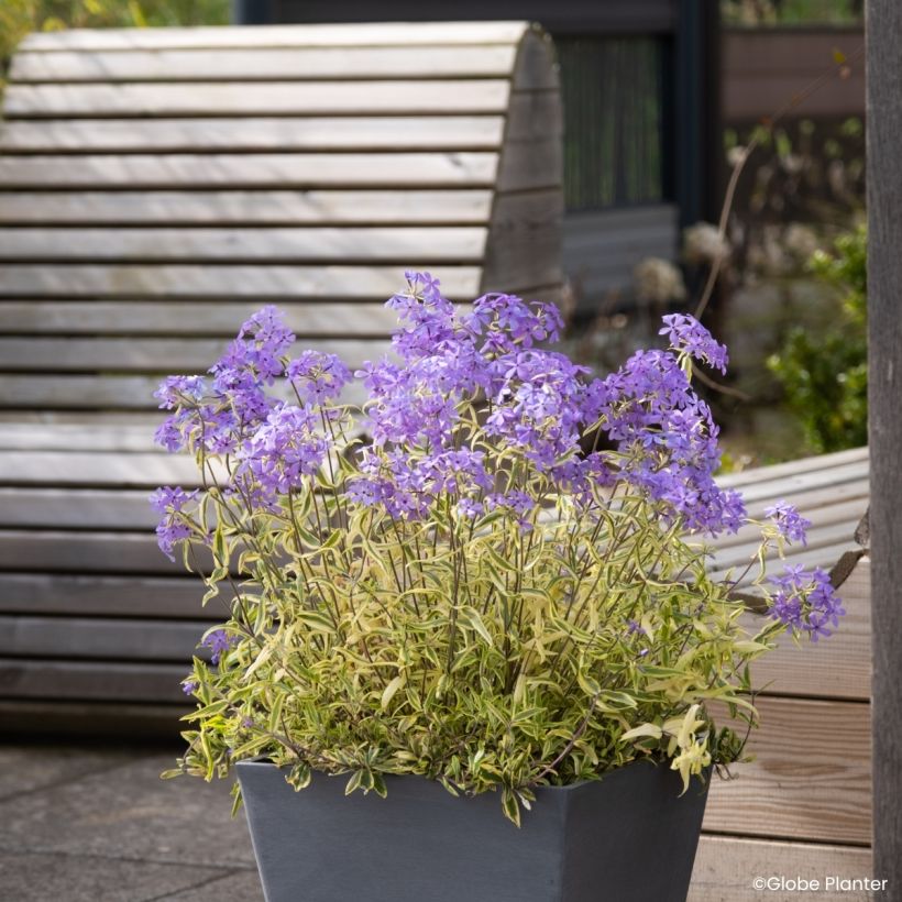 Phlox divaricata Blue Ribbons (Port)