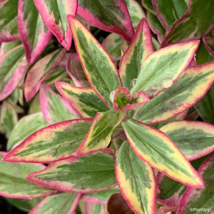 Phlox divaricata Blue Ribbons (Feuillage)