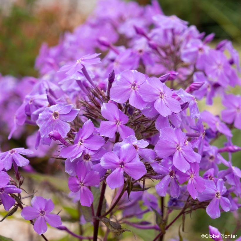 Phlox Queen Paola (Floraison)