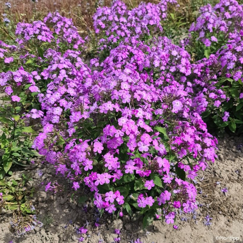 Phlox Queen Paola (Port)