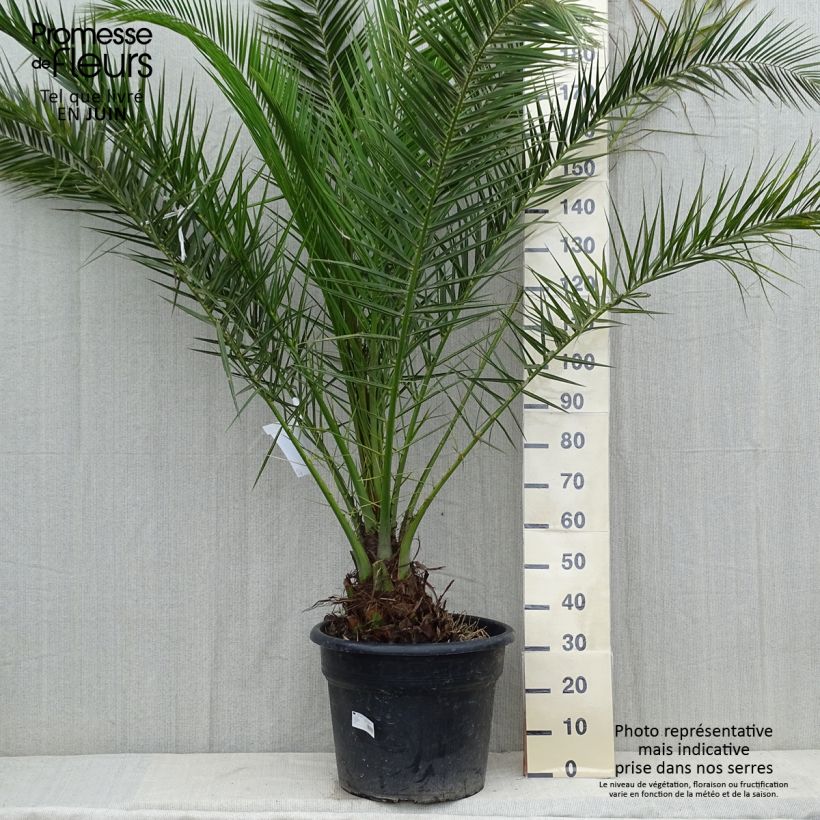 Spécimen de Phoenix canariensis - Palmier dattier des Canaries Pot de 30L/35L, Stipe 20/30 cm tel que livré au printemps