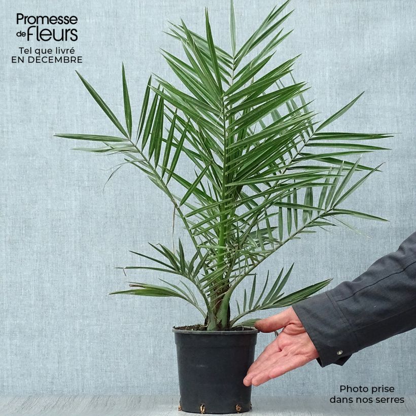 Spécimen de Phoenix canariensis - Palmier dattier des Canaries Pot de 1L/1,5L tel que livré en hiver