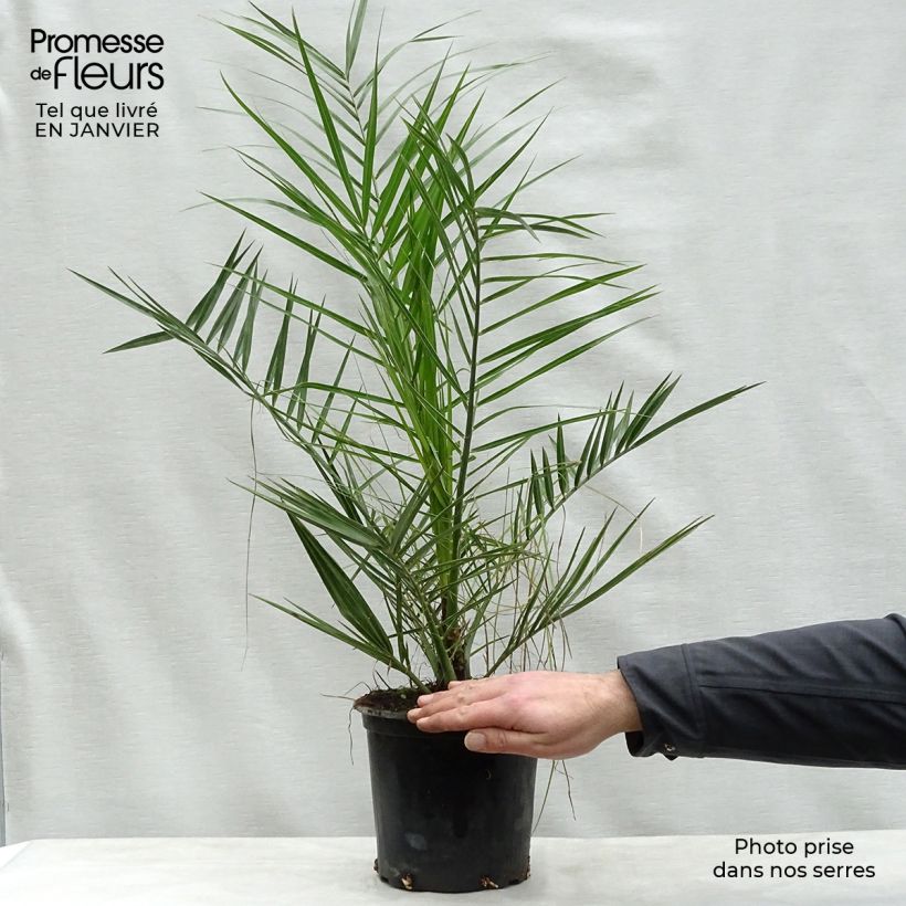 Spécimen de Phoenix canariensis - Palmier dattier des Canaries Pot de 3L/4L tel que livré en hiver