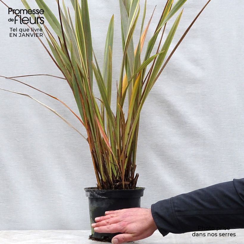 Spécimen de Phormium Alison Blackman - Lin de Nouvelle-Zélande Pot de 3L/4L tel que livré en hiver
