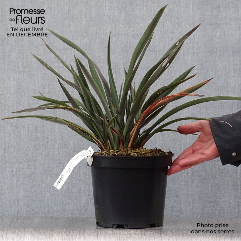 Spécimen de Phormium Chocomint - Lin de Nouvelle-Zélande  Pot de 3L/4L tel que livré en hiver