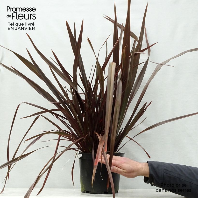 Spécimen de Phormium Dark Delight - Lin de Nouvelle-Zélande Pot de 4L/5L tel que livré en hiver
