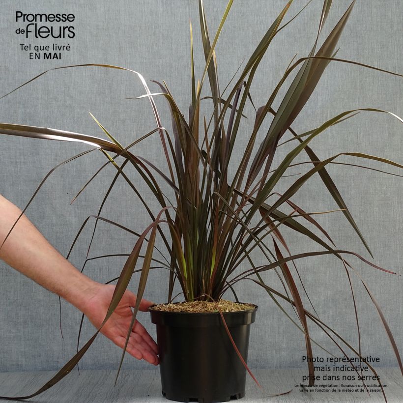 Spécimen de Phormium Dark Delight - Lin de Nouvelle-Zélande Pot de 4L/5L tel que livré au printemps