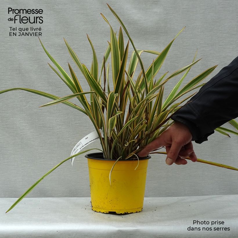 Spécimen de Phormium Golden Ray - Lin de Nouvelle-Zélande Pot de 2L/3L tel que livré en hiver
