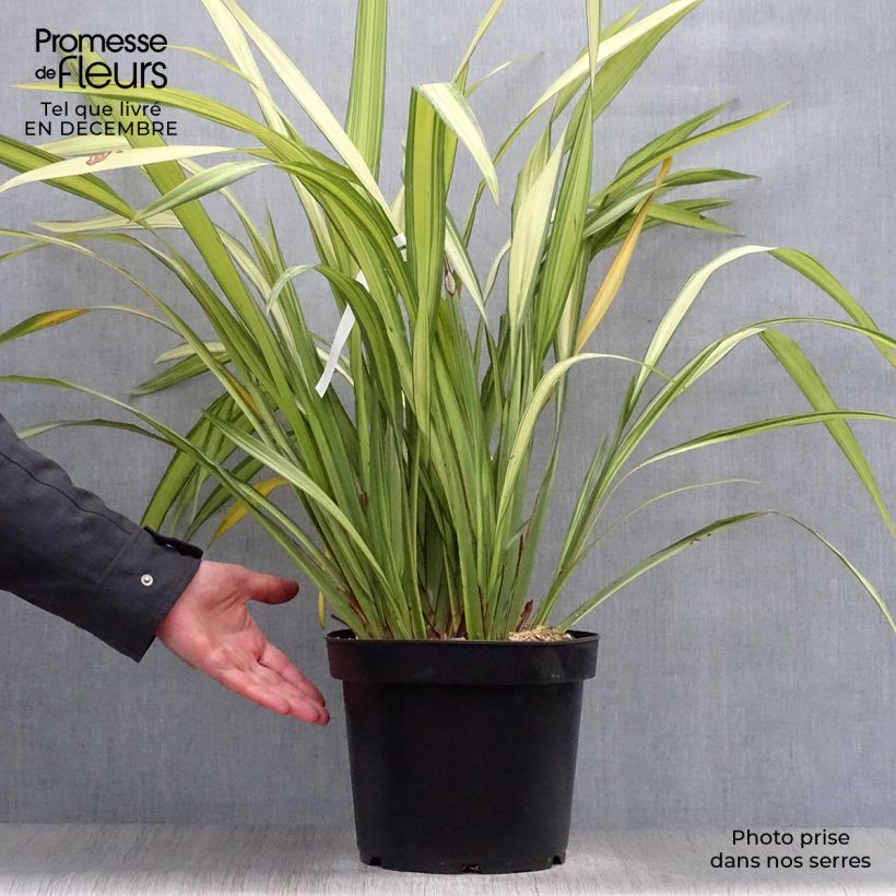Spécimen de Phormium Golden Ray - Lin de Nouvelle-Zélande Pot de 7,5L/10L tel que livré en hiver