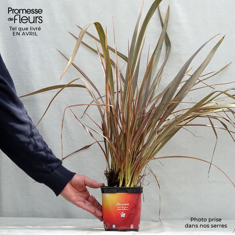 Spécimen de Phormium Jack Spratt - Lin de Nouvelle-Zélande Pot de 2L/3L tel que livré au printemps
