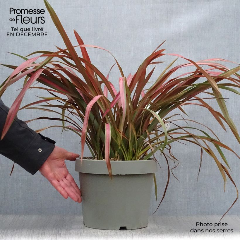 Spécimen de Phormium Jester - Lin de Nouvelle-Zélande Pot de 7,5L/10L tel que livré en hiver