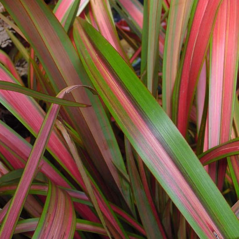 Phormium Jester - Lin de Nouvelle-Zélande (Feuillage)