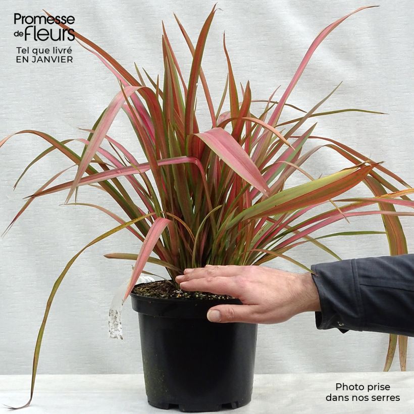 Spécimen de Phormium Jester - Lin de Nouvelle-Zélande Pot de 3L/4L tel que livré en hiver