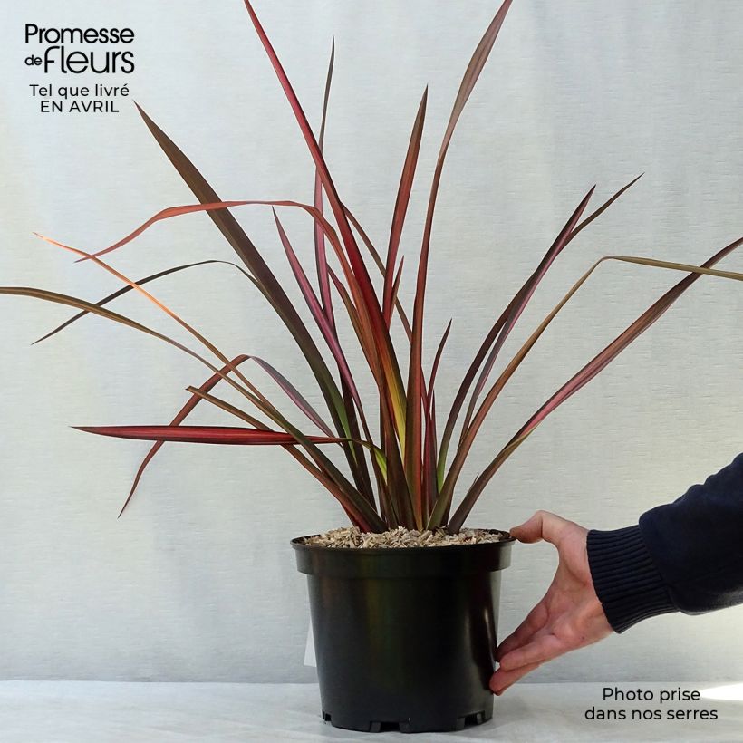 Spécimen de Phormium Margaret Jones - Lin de Nouvelle-Zélande Pot de 4L/5L tel que livré au printemps