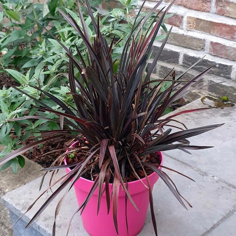 Phormium Mini Magic - Lin de Nouvelle-Zélande (Port)