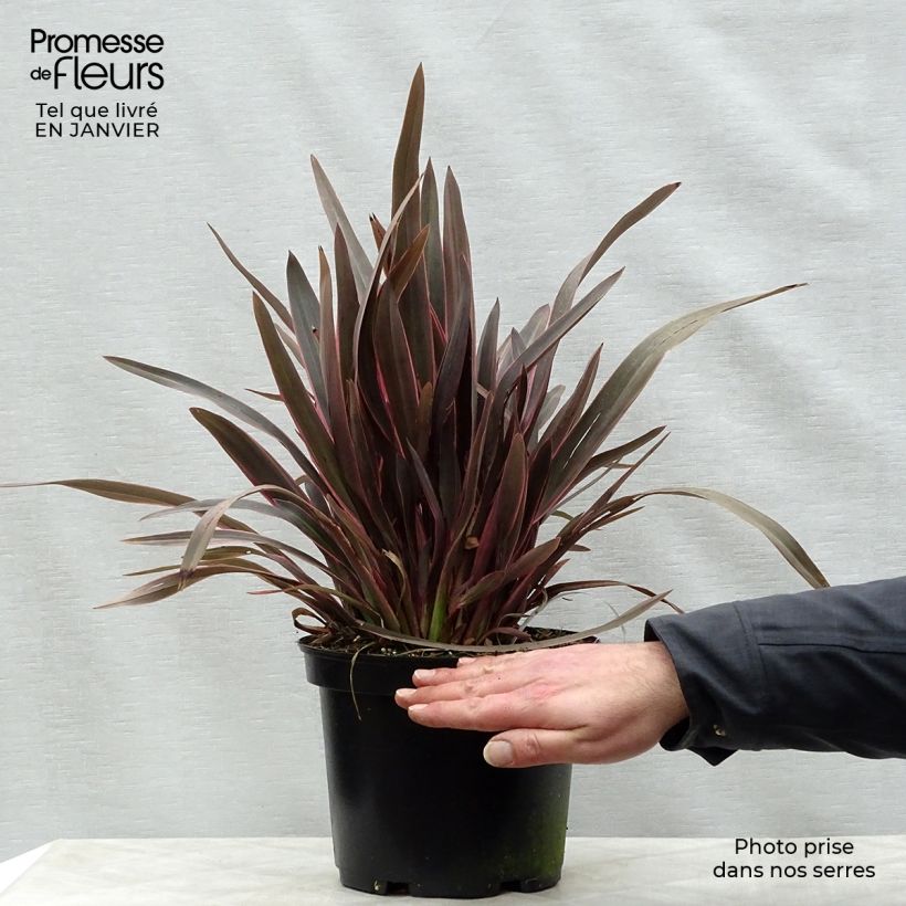 Spécimen de Phormium Pink Panther - Lin de Nouvelle-Zélande  Pot de 2L/3L tel que livré en hiver
