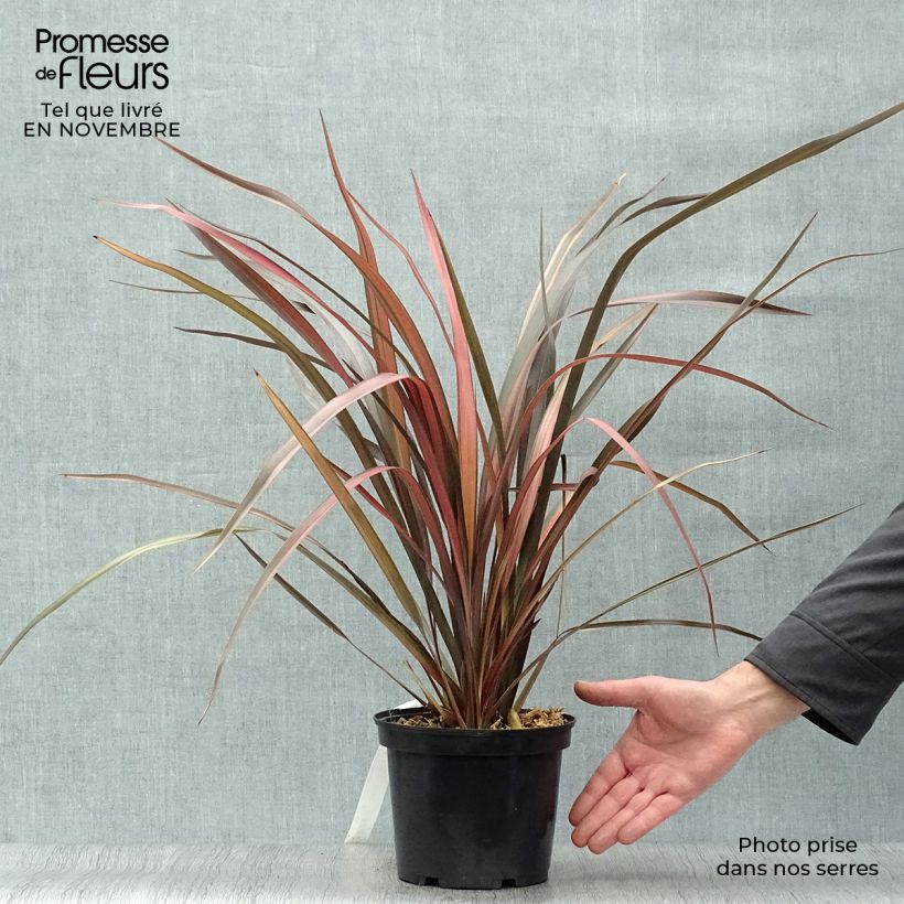 Spécimen de Phormium Pink Panther - Lin de Nouvelle-Zélande  Pot de 2L/3L tel que livré en automne