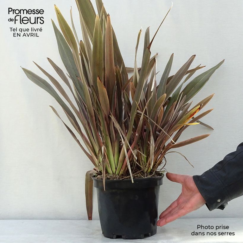 Spécimen de Phormium  Pink Stripe - Lin de Nouvelle-Zélande  Pot de 3L/4L tel que livré au printemps