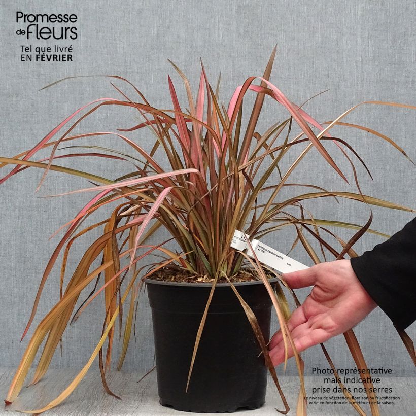 Spécimen de Phormium Rainbow Maiden - Lin de Nouvelle-Zélande Pot de 3L/4L tel que livré en hiver